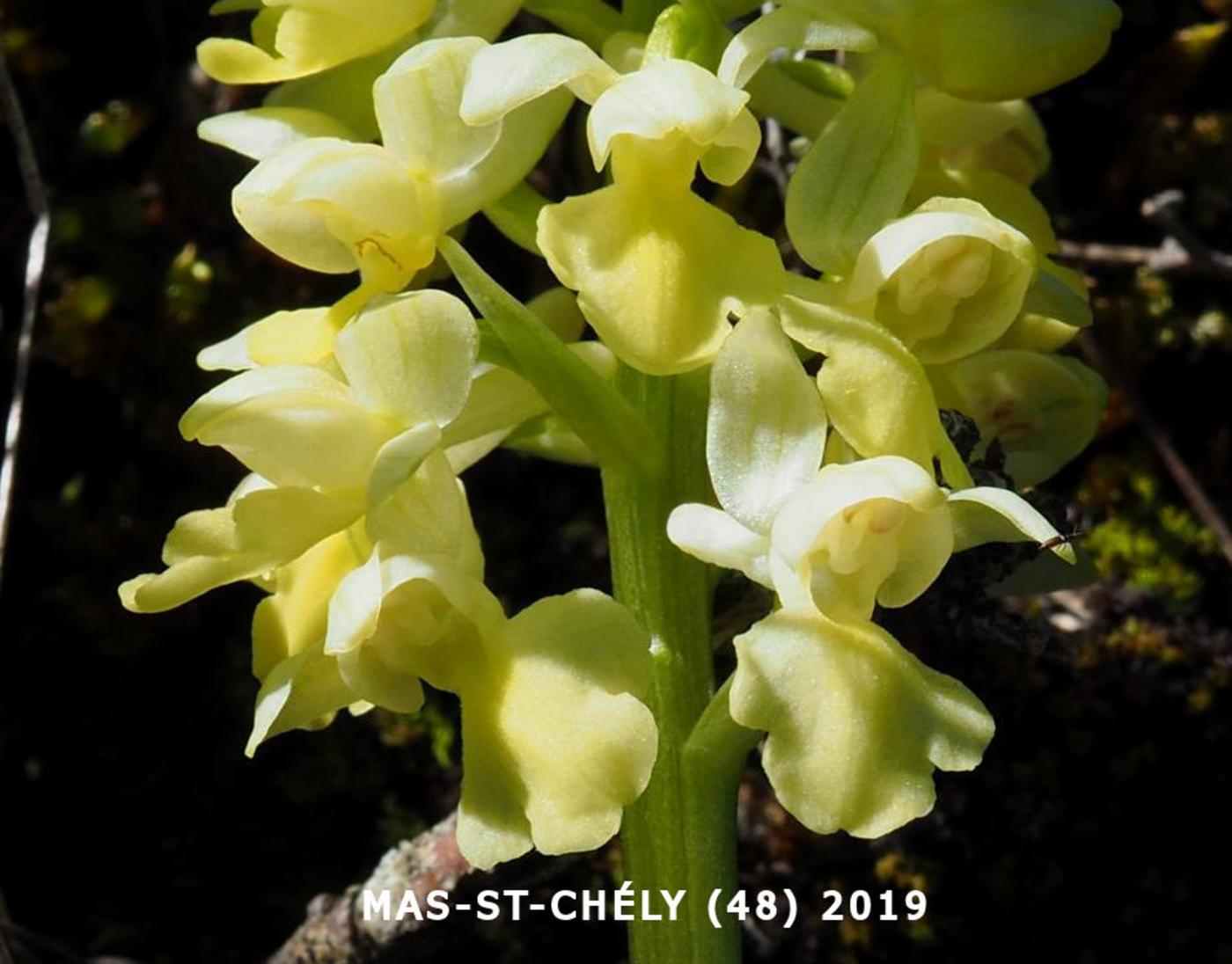 Orchid, Pale-flowered flower